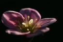 5981 Saxifrage spp 